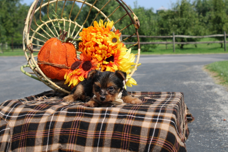 puppy, for, sale, Yorkshire Terrier, Matthew B. Stoltzfus, dog, breeder, Gap, PA, dog-breeder, puppy-for-sale, forsale, nearby, find, puppyfind, locator, puppylocator, aca